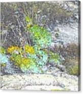 Boiler Bay Foliage Canvas Print