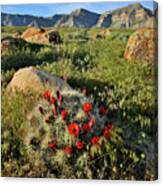 Book Cliff Desert Cacti Bloom Canvas Print