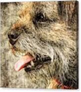 Border Terrier Canvas Print