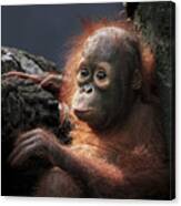 Borneo Orangutan Canvas Print