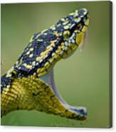 Borneo Viper Canvas Print