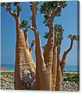 Bottle Tree Canvas Print