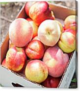 Box Of Freshly Picked Peaches Canvas Print