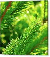 Branch Of A Pine Tree Canvas Print