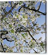 Branches Of A Cherry Tree With Blossom Canvas Print