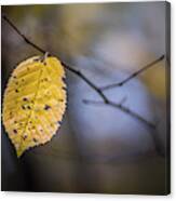 Bright Fall Leaf 1 Canvas Print