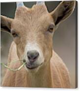 Brown Baby Goat Canvas Print