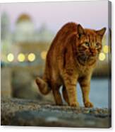 Brown Cat And Cathedral By The Sea Cadiz Spain Canvas Print