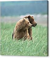 Brown Grizzly Bears Ursus Arctos Canvas Print
