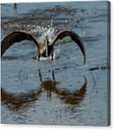 Brown Pelican Landing And Taking Off Looking For Fish Canvas Print