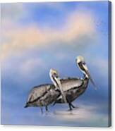 Brown Pelicans At The Shore Canvas Print