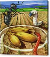 Bugs In A Farm Field Canvas Print