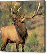 Bull Elk In Rut Bugling Yellowstone Wyoming Wildlife Canvas Print