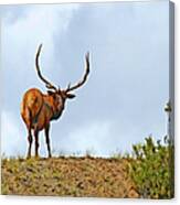 Bull Elk Of Montana Canvas Print