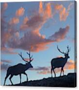 Bull Elk, Rocky Mountain National Park, Colorado Canvas Print
