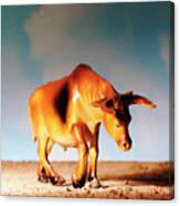 Bull Looking Down Canvas Print