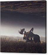 Bull Moose Alces Alces Walking Through Canvas Print