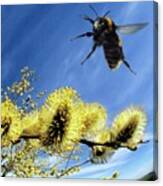 Bumblebee In Flight Canvas Print