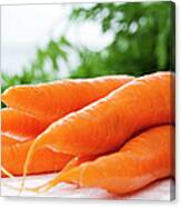 Bunch Of Fresh Carrots, Close Up Canvas Print