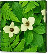 Bunchberry Cornus Canadensis, Alaska Canvas Print