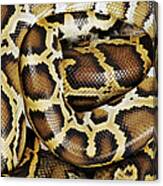 Burmese Python, Close Up, Overhead Canvas Print