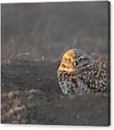 Burrowing Owl Late Evening Canvas Print