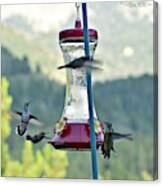 Busy Time At The Feeder Canvas Print