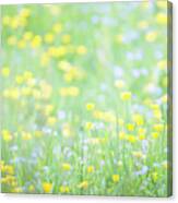 Buttercups And Forget-me-nots Canvas Print