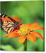 Butterfly And Mexican Sunflower Canvas Print