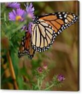 Butterfly Canvas Print