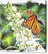 Butterfly In Flight Canvas Print