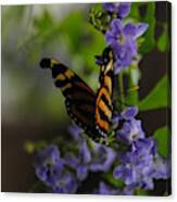 Butterfly In Shadow Canvas Print
