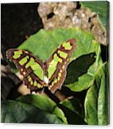 Butterfly - Malachite Canvas Print