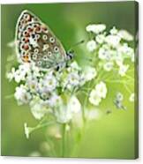 Butterfly On Babybreath Canvas Print