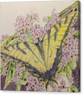Butterfly On Buddliea Blossoms Canvas Print