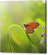 Butterfly On Grass Canvas Print
