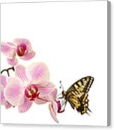 Butterfly On Pink Orchid Canvas Print
