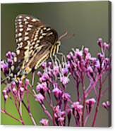 Butterfly On Wild Flowers Canvas Print