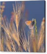 Butterfly World Canvas Print