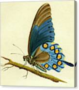 Butterfy Detail - Papilio Philenor Canvas Print