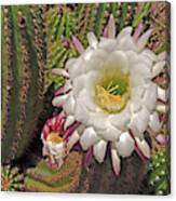 Cactus Blossom 3 Canvas Print