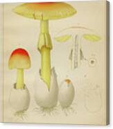Caesar Mushroom Illustration 1892 Canvas Print