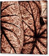 Caladium Leaves Curves And Lines Canvas Print