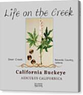 California Buckeye Canvas Print