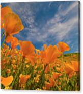 California Poppies In Spring Bloom, Lake Elsinore, California Canvas Print