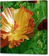 California Poppy (eschscholzia Sp.) Canvas Print