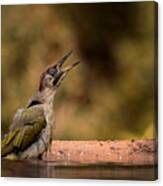 Call Of A Female Green Woodpecker Canvas Print