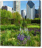 Camassia In The City Canvas Print