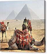 Camel And Pyramids, Caro, Egypt Canvas Print