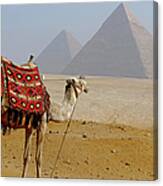 Camel For Ride On Desert Canvas Print